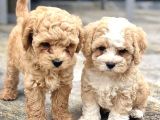 Maltipoo bebeklerimiz tüy dökmez koku yapmaz