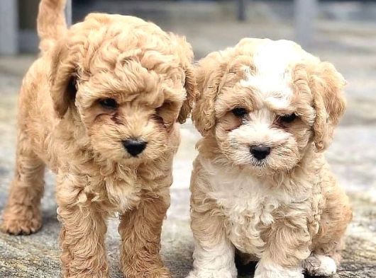 Maltipoo Bebeklerimiz Tüy Dökmez Koku Yapmaz