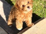 Maltipoo Bebeklerimiz Tüy Dökmez Koku Yapmaz