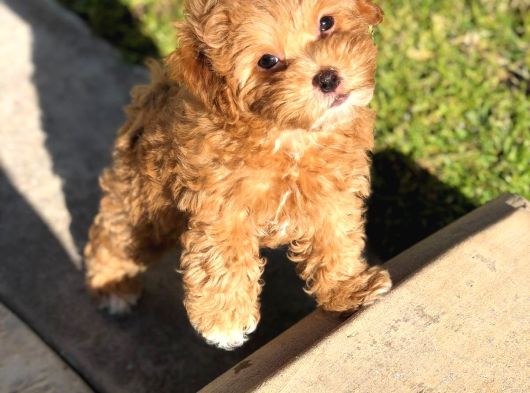 Maltipoo Bebeklerimiz Tüy Dökmez Koku Yapmaz görsel