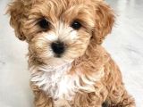 Maltipoo Bebeklerimiz Tüy Dökmez Koku Yapmaz