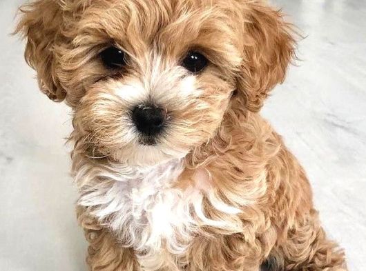 Maltipoo Bebeklerimiz Tüy Dökmez Koku Yapmaz görsel