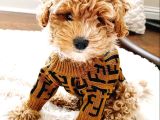 Maltipoo Bebeklerimiz Tüy Dökmez Koku Yapmaz