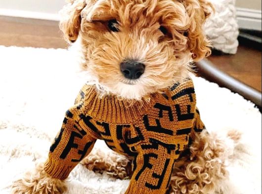 Maltipoo Bebeklerimiz Tüy Dökmez Koku Yapmaz görsel