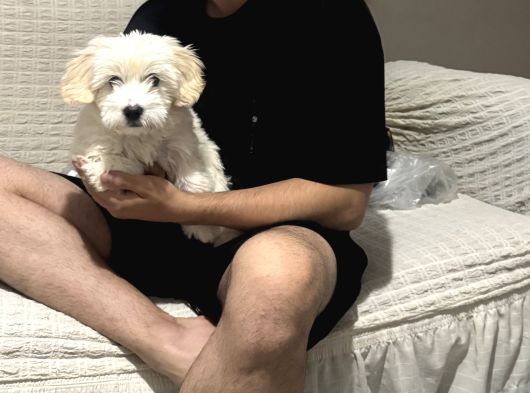 Maltese 5 Aylık Aşılar Tam görsel
