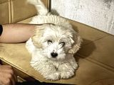 Maltese 5 aylık aşılar tam