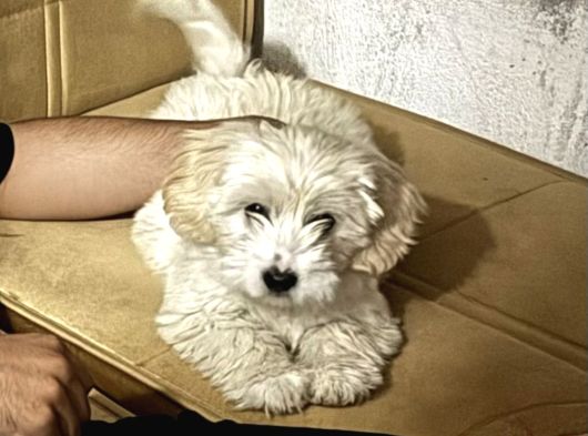 Maltese 5 Aylık Aşılar Tam