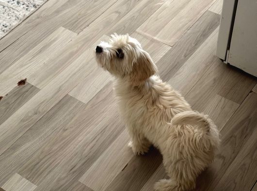 Maltese 5 Aylık Aşılar Tam görsel