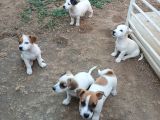 Saf Kan Kısa Bacak Jack Russel Yavruları