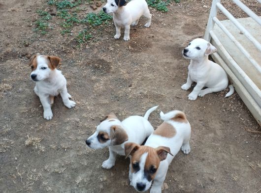 Saf Kan Kısa Bacak Jack Russel Yavruları görsel