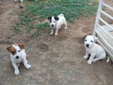 Saf kan kısa bacak Jack russel yavruları