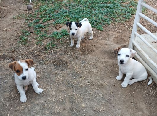 Saf Kan Kısa Bacak Jack Russel Yavruları