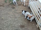Saf Kan Kısa Bacak Jack Russel Yavruları