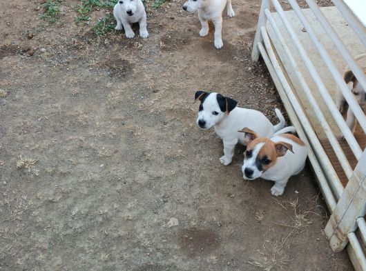 Saf Kan Kısa Bacak Jack Russel Yavruları görsel