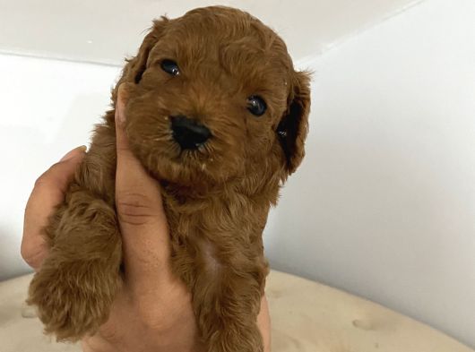 Toy Poddle Yavrularıma Yuva Arıyorum