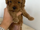 Toy Poddle Yavrularıma Yuva Arıyorum