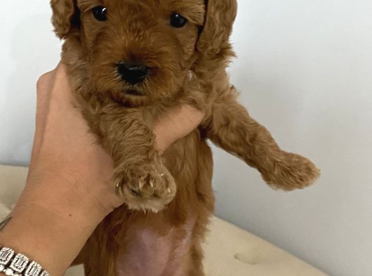Toy Poddle Yavrularıma Yuva Arıyorum görsel
