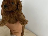 Toy Poddle Yavrularıma Yuva Arıyorum