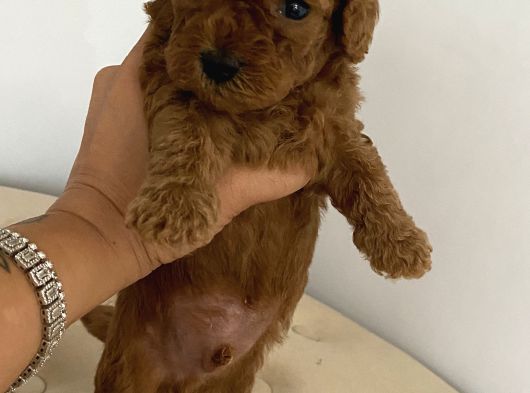 Toy Poddle Yavrularıma Yuva Arıyorum görsel