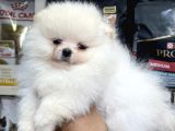 Pomeranian Üst Kalite Yavrularımız
