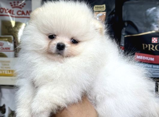 Pomeranian Üst Kalite Yavrularımız görsel