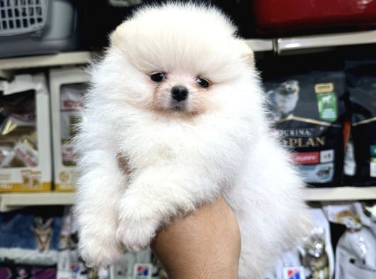 Pomeranian Üst Kalite Yavrularımız görsel