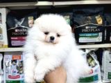 Pomeranian üst kalite yavrularımız