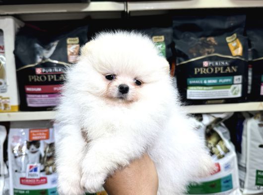 Pomeranian Üst Kalite Yavrularımız