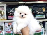 Pomeranian Üst Kalite Yavrularımız