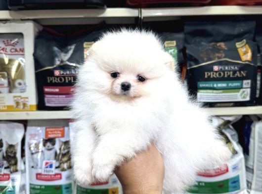 Pomeranian Üst Kalite Yavrularımız görsel