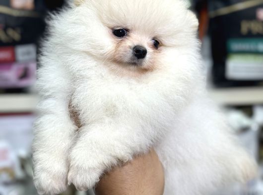 Pomeranian Üst Kalite Yavrularımız görsel