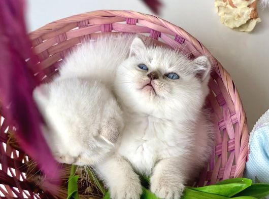 Ayı Surat Longhair Ve Shorthair Yavrular görsel