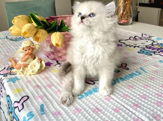 Ayı Surat Longhair Ve Shorthair Yavrular görsel