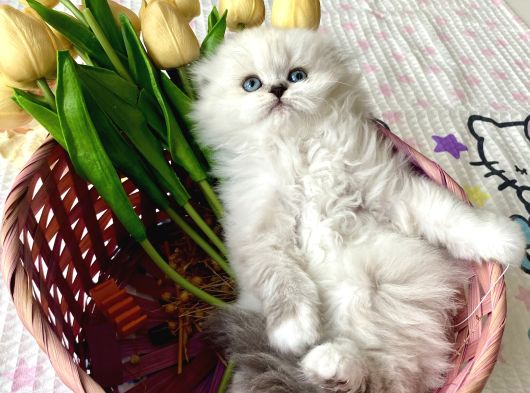 Ayı Surat Fold Sağlıkkı Oyuncu görsel