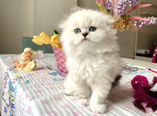 Ayı Surat Fold Sağlıkkı Oyuncu görsel