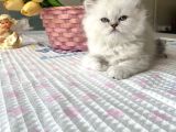 Ayı Surat Longhair Ve Shorthair Yavrular