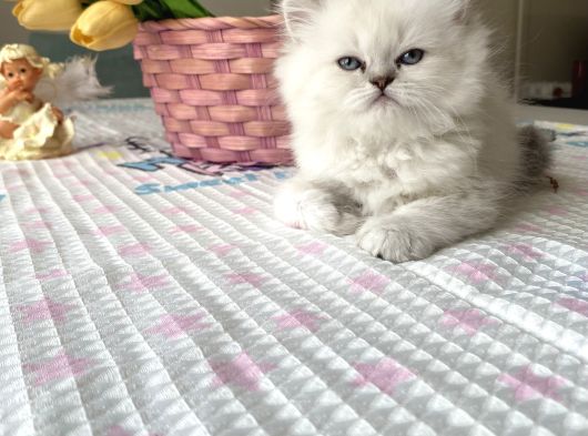 Ayı Surat Longhair Ve Shorthair Yavrular görsel