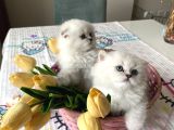 Ayı Surat Longhair Ve Shorthair Yavrular