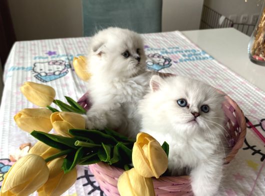 Ayı Surat Longhair Ve Shorthair Yavrular görsel