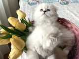 Ayı Surat Fold Sağlıkkı Oyuncu