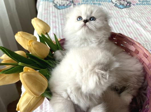 Ayı Surat Fold Sağlıkkı Oyuncu görsel