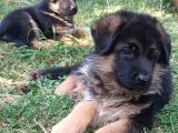 Alman Kurdu Yavrular A Kalite