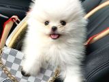 Pomeranian Yavrularımız Sizleri Bekliyorlar