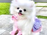 Pomeranian Yavrularımız Sizleri Bekliyorlar