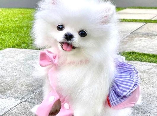 Pomeranian Yavrularımız Sizleri Bekliyorlar görsel
