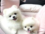 Pomeranian Yavrularımız Sizleri Bekliyorlar