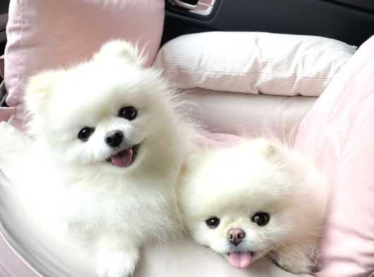 Pomeranian Yavrularımız Sizleri Bekliyorlar görsel