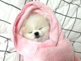 Pomeranian Yavrularımız Sizleri Bekliyorlar