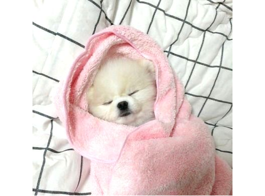 Pomeranian Yavrularımız Sizleri Bekliyorlar görsel