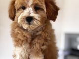 Particolor Maltipoo
